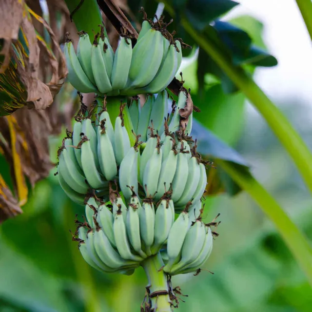 Epic Gardening Ice Cream Banana Tree Vanilla