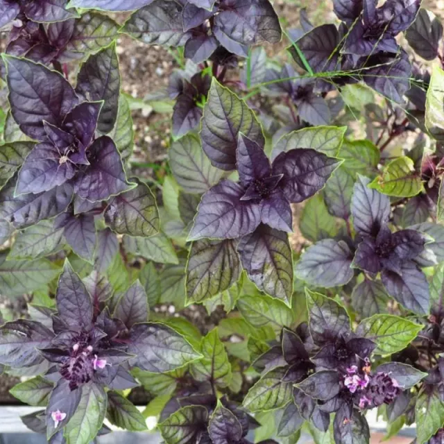 Pinetree Garden Seeds Corsican Basil Herb Seeds 100 Seeds Marbled