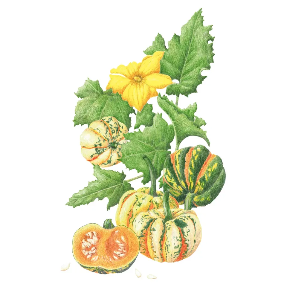 Epic Gardening Thriller Winter Squash Seeds