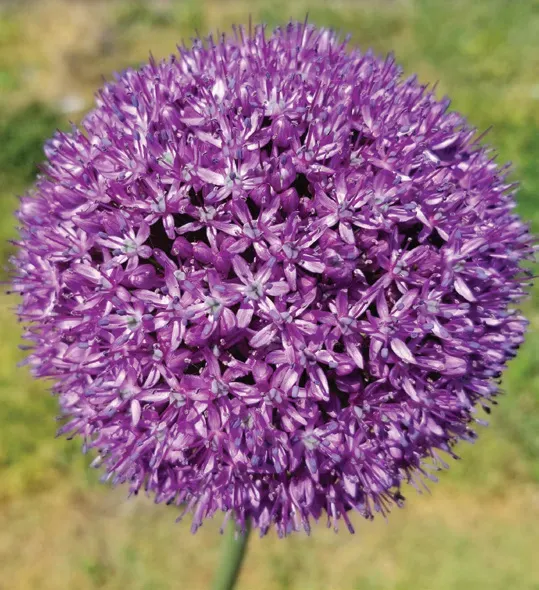 Brent & Becky's Bulbs Ambassador Allium Bulbs Pollinator