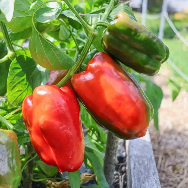 Pinetree Garden Seeds King of the North Pepper Seeds 20 Seeds Sweet