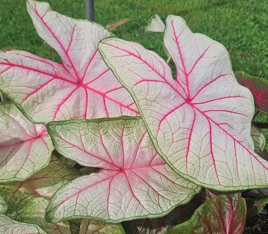 Brent & Becky's Bulbs Caladium Summer Breeze Caladium Tubers