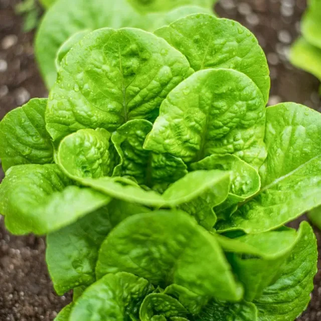 Pinetree Garden Seeds Winter Density Lettuce Seeds 300 Seeds Romaine