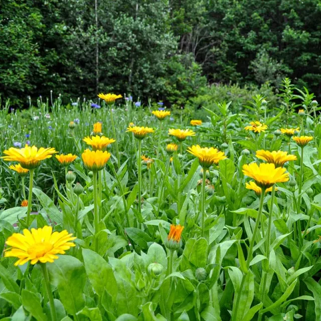 Pinetree Garden Seeds Resina Calendula Seeds 50 Seeds Organic