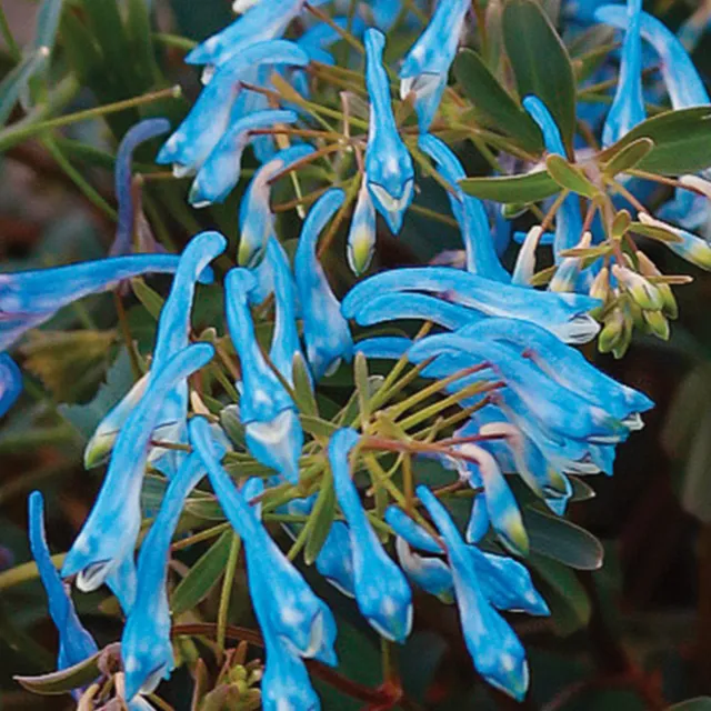 Burpee Hillier Porcelain Blue Corydalis Blue Bells