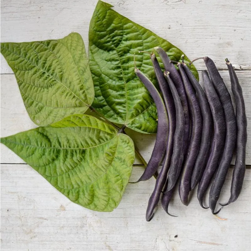 Pinetree Garden Seeds Royal Burgundy Bean Seeds 1 oz Purple