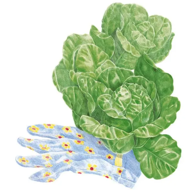Epic Gardening Little Gem Mini-Romaine Lettuce Seeds Organic