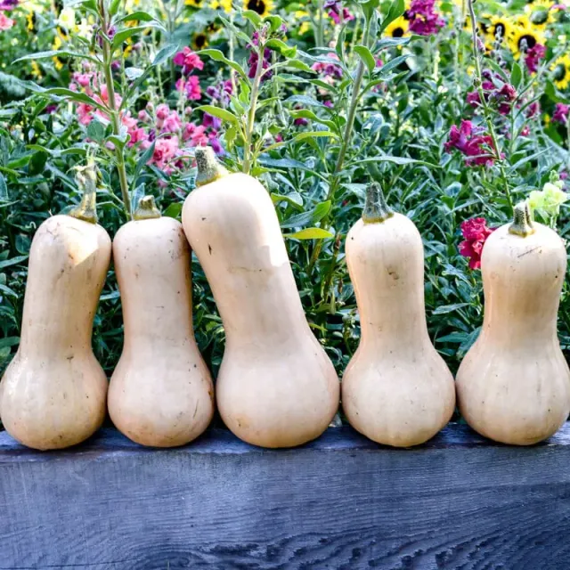 Pinetree Garden Seeds Ceres Butternut Squash Seeds 15 Seeds Hybrid
