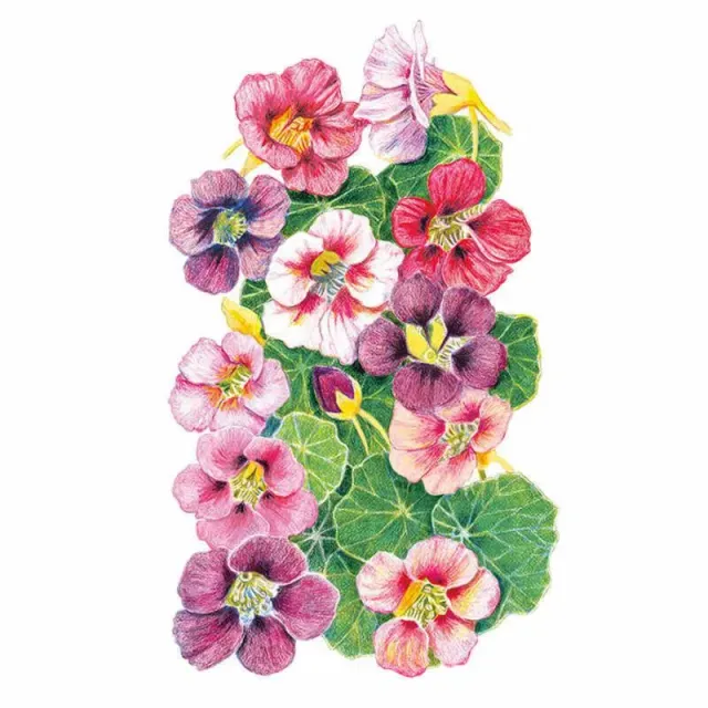 Epic Gardening Purple Emperor Trailing Nasturtium Seeds