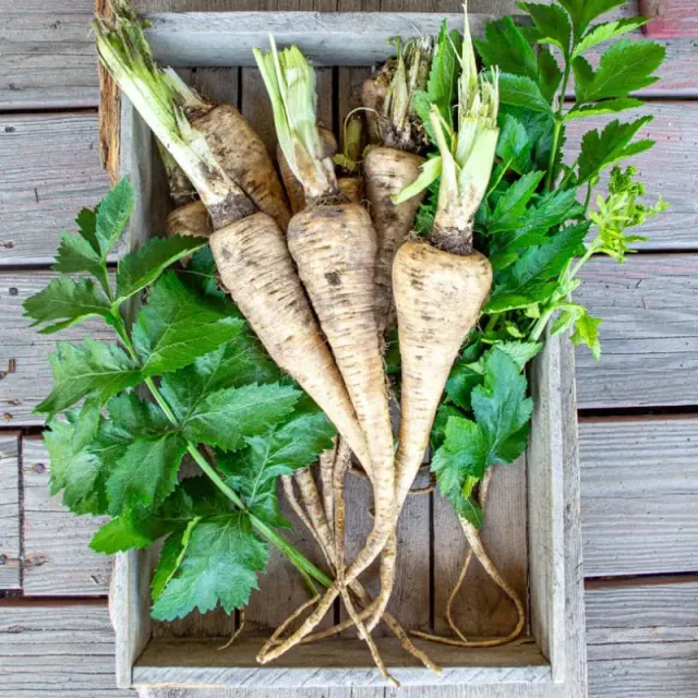 Pinetree Garden Seeds Hollow Crown Parsnip Heirloom Seeds 250
