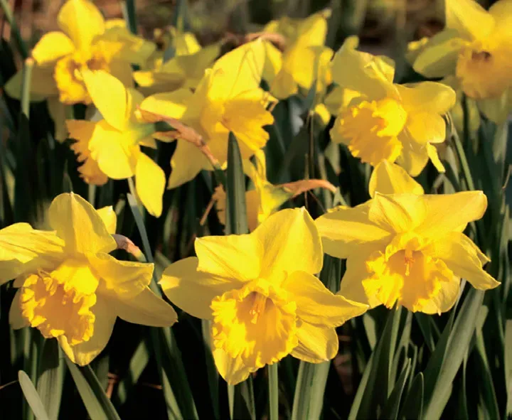 Brent & Becky's Bulbs Narcissus Carlton Daffodil Bulbs Large Cup