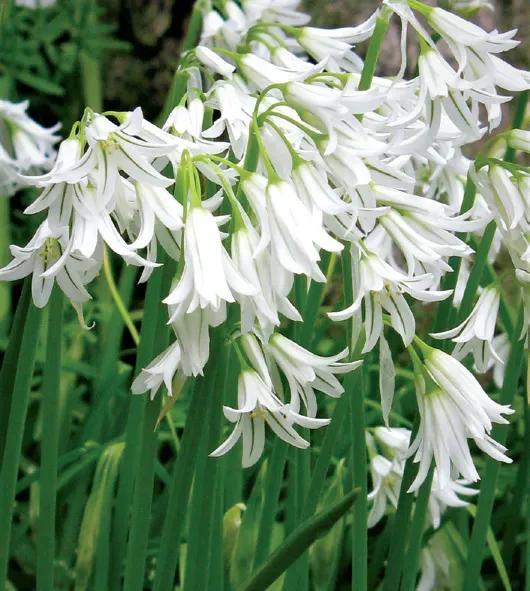 Brent & Becky's Bulbs Allium Triquetrum Bulb Spring