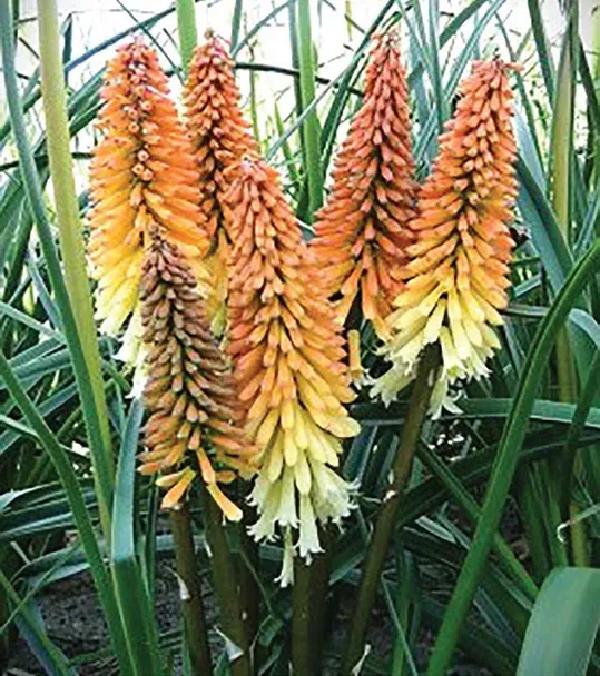 Brent & Becky's Bulbs Tawny King Kniphofia Perennial Plant