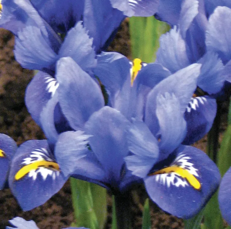 Brent & Becky's Bulbs Rhapsody Dwarf Iris Bulbs Fragrant