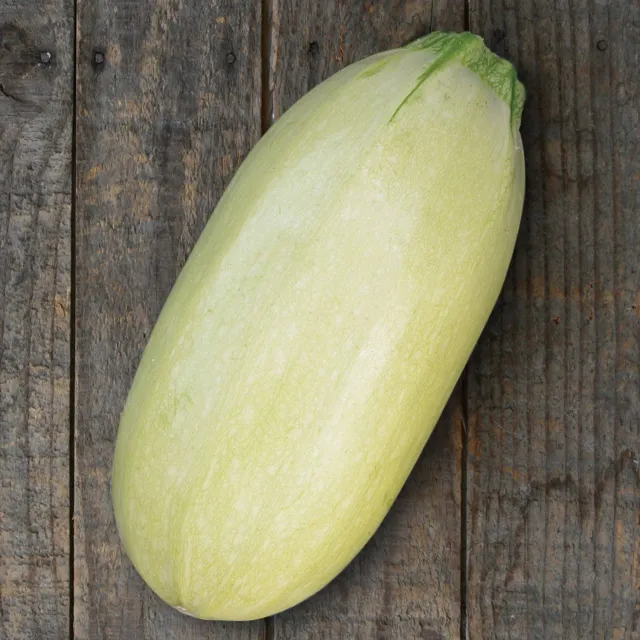 Burpee Great Griller Summer Squash Seeds 30 Seeds Veggie Steaks