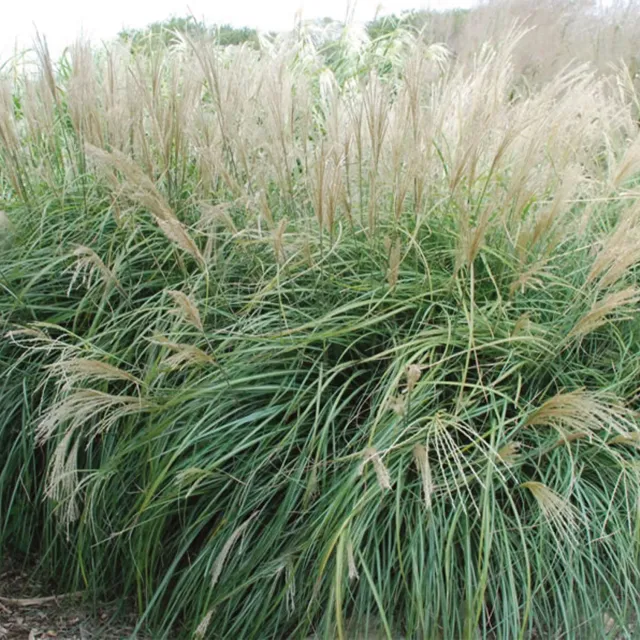 Burpee Adagio Miscanthus Bare Root 1 Bare Root Grass