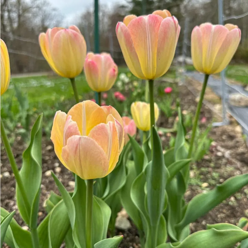 Pinetree Garden Seeds Jade Maiden Tulip Bulbs 10 Bulbs Late Spring