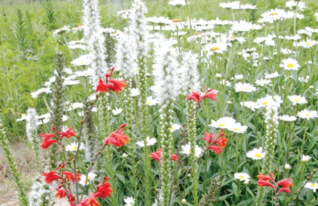 Brent & Becky's Bulbs Liatris Floristan Alba Perennial Corms White