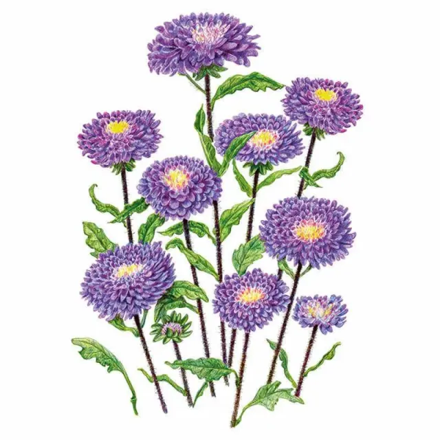 Epic Gardening Bonita Top Blue Aster Seeds Cut Flower