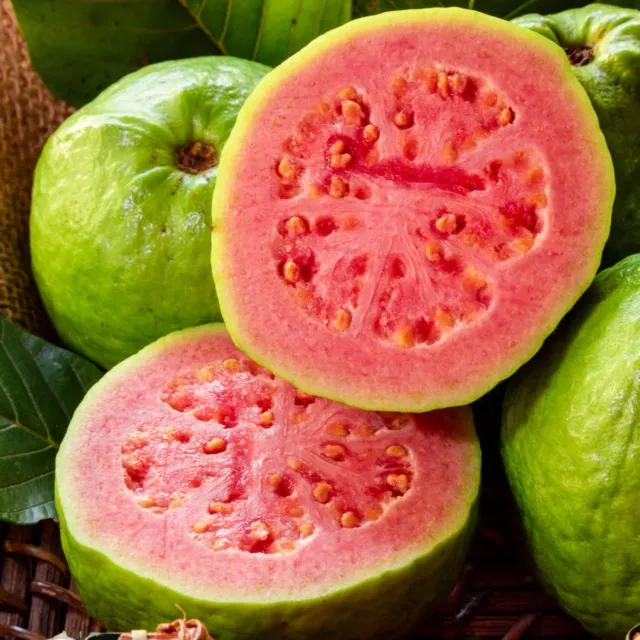 Epic Gardening Ruby Supreme Guava Tree