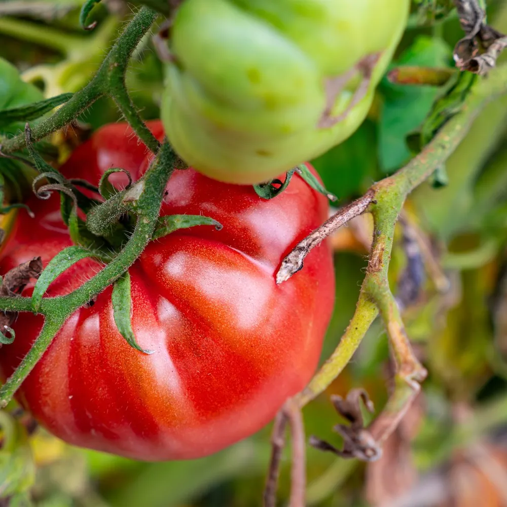 Epic Gardening Beefsteak Pole Tomato Seeds Indeterminate