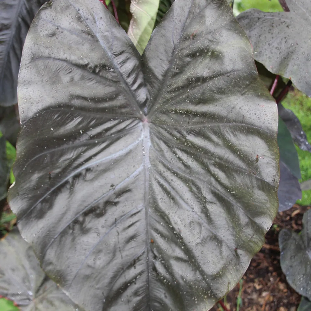 Brent & Becky's Bulbs Colocasia Black Coral Tropical Plant