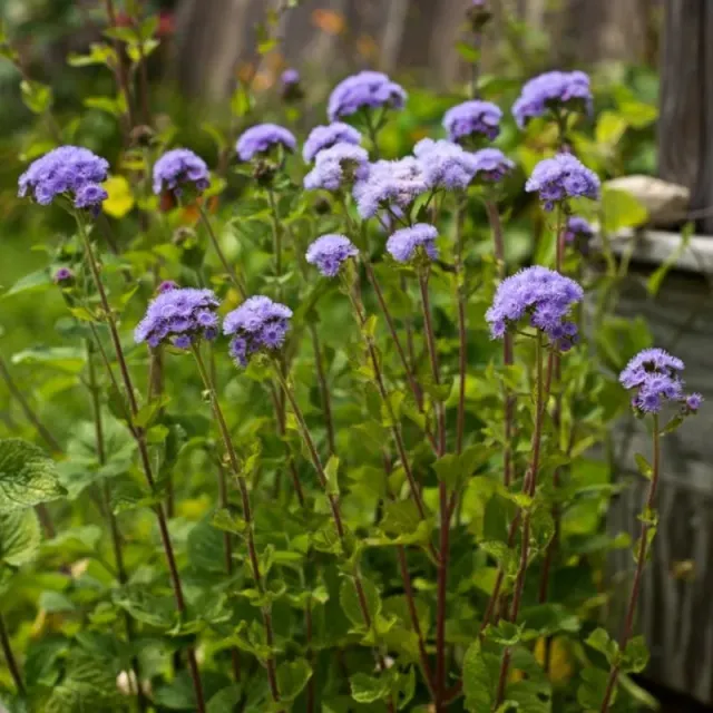 Pinetree Garden Seeds Dondo Blue Ageratum Flower Seeds 50 Seeds