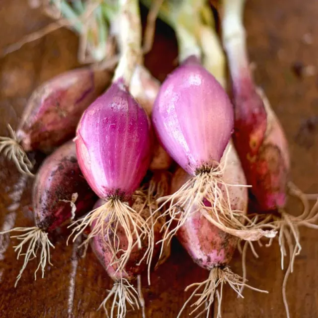 Pinetree Garden Seeds Red Long of Tropea Onion Seeds 150 Seeds Heirloom