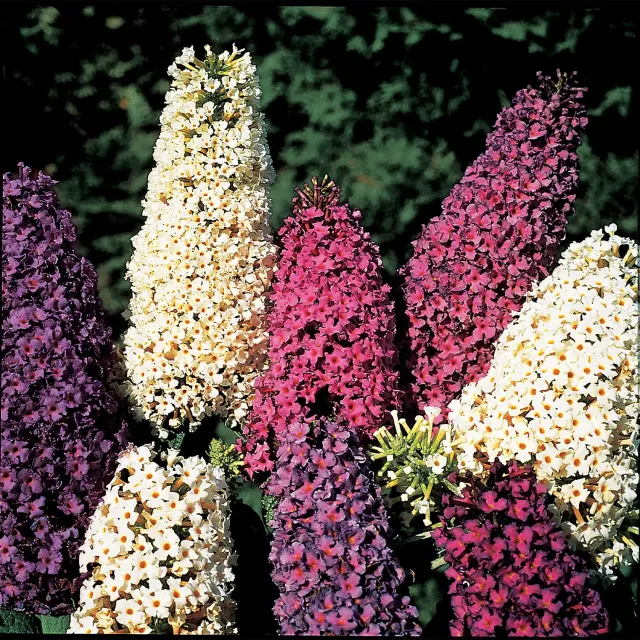 Burpee Butterfly Mix Butterfly Bush Seeds 100 Seeds Mixed Colors