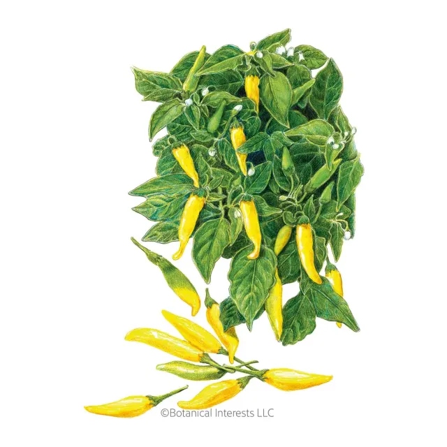 Epic Gardening Lemon Drop Chile Pepper Seeds Heirloom