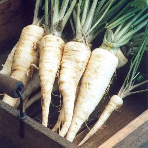 Pinetree Arat Parsley Root Seeds 400 Pack Soup Type