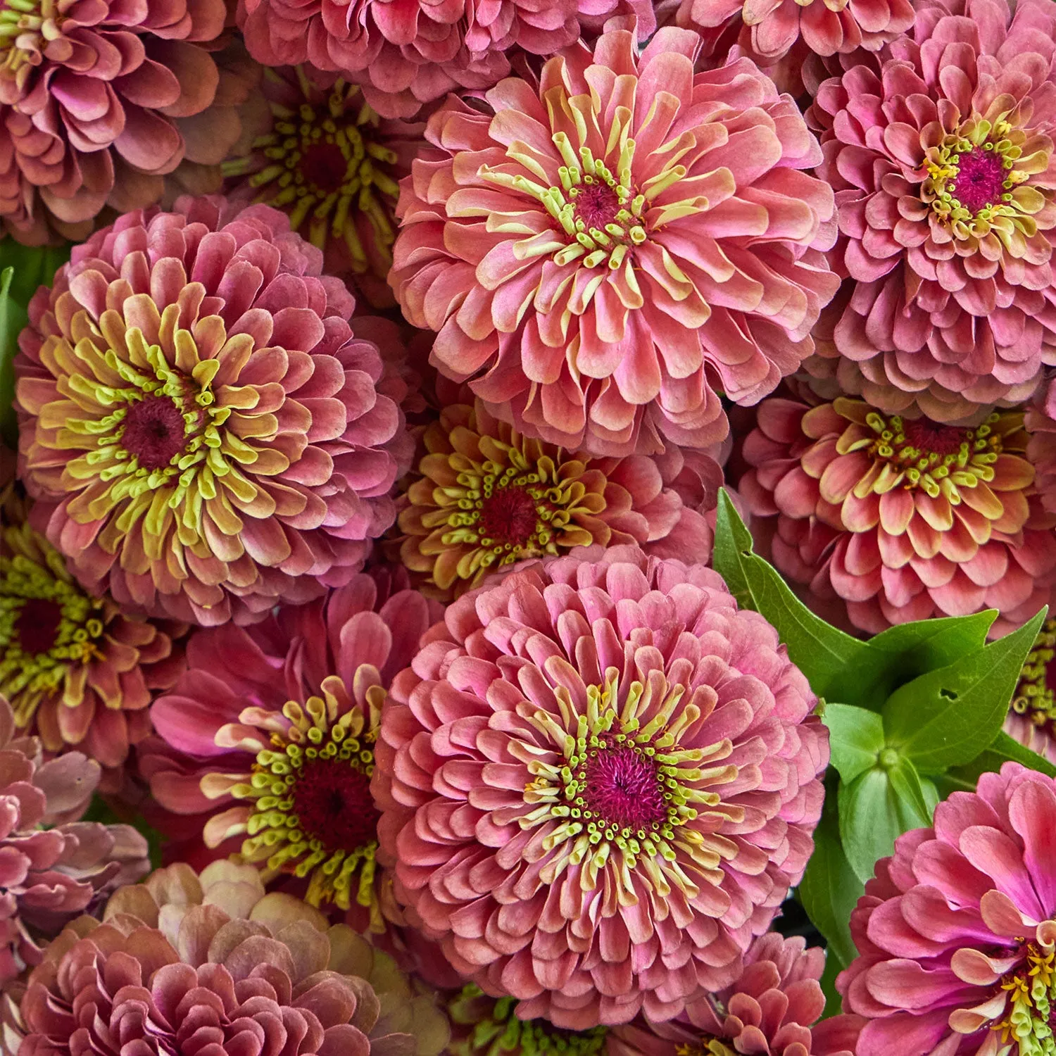 Burpee Queeny Zinnia Seeds Cut Flower
