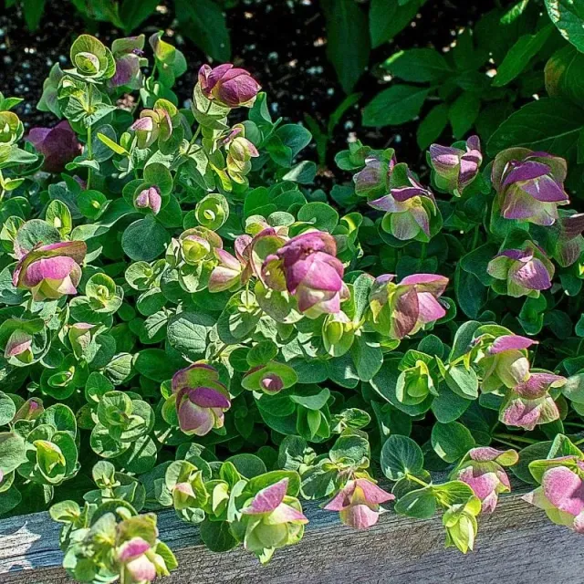 Kirigami Ornamental Oregano Flower Seeds 10 Seeds Trailing