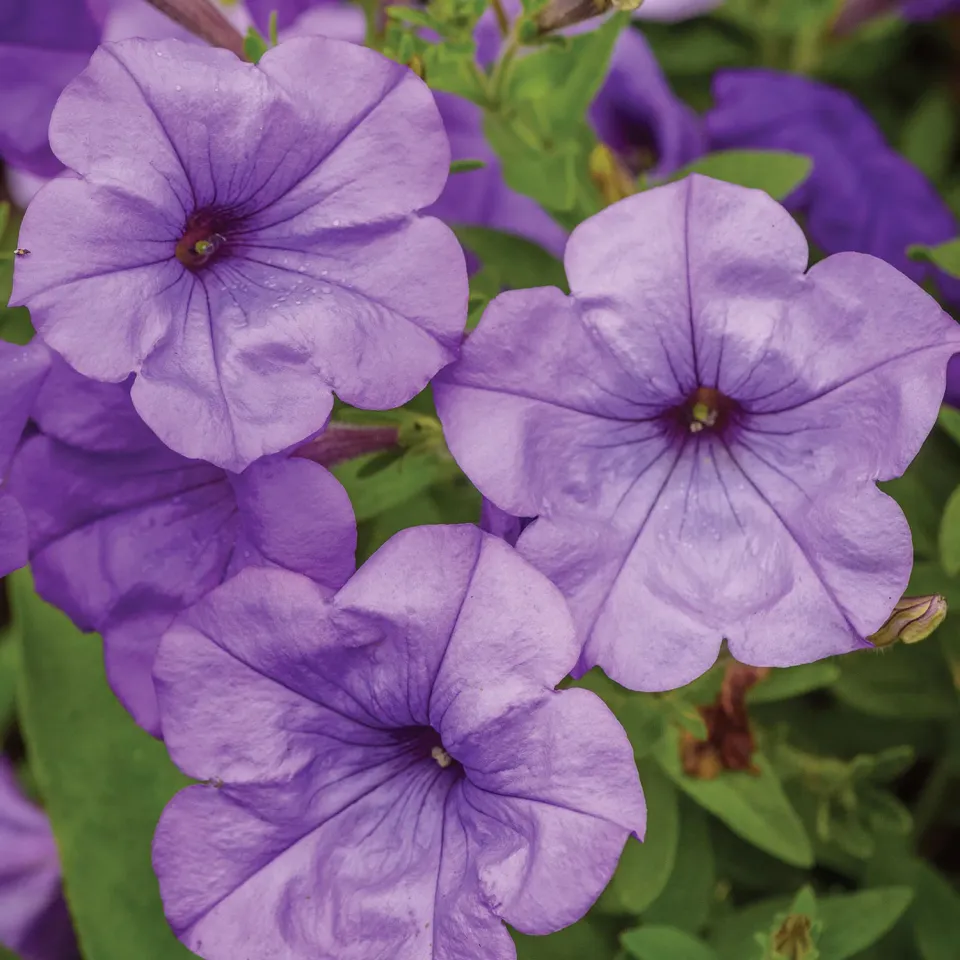 Burpee Evening Scentsation Petunia Seeds 15 Seeds Fragrant