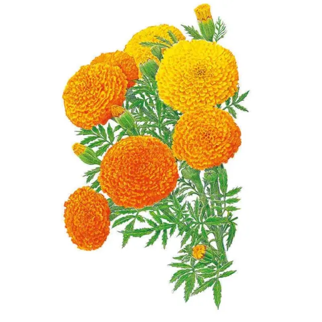 Epic Gardening Crackerjack African Marigold Seeds