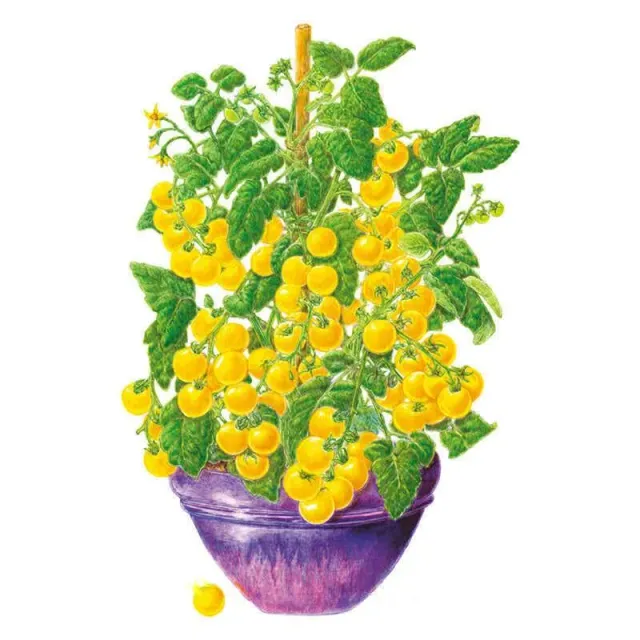 Epic Gardening Patio Choice Yellow Bush Cherry Tomato Seeds