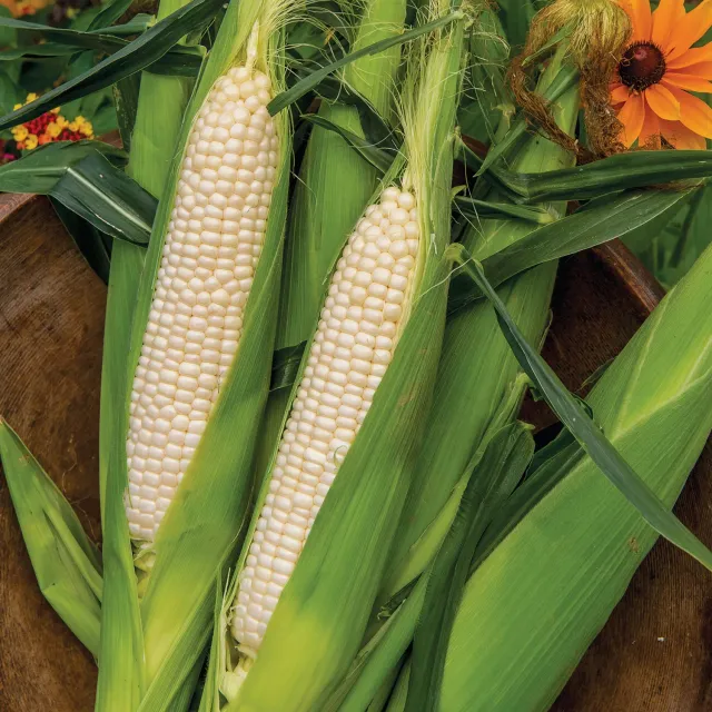 Burpee Amaize Corn Seeds 100 Seeds White Super Sweet