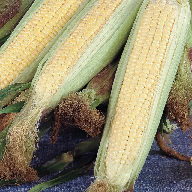 Burpee Kandy Korn Corn Seeds 200 Seeds - Sugary Enhancer