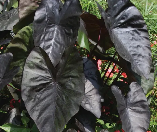 Brent & Becky's Bulbs Colocasia Black Coral Tropical Plant