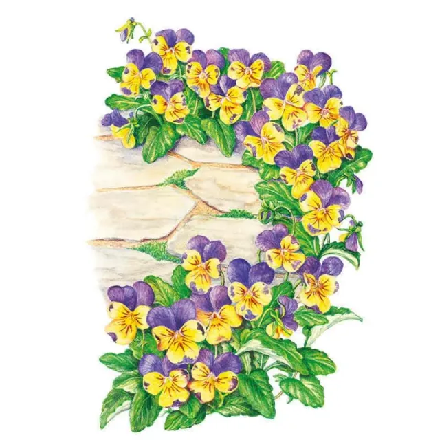 Epic Gardening Johnny-Jump-Up Viola Flower Seeds