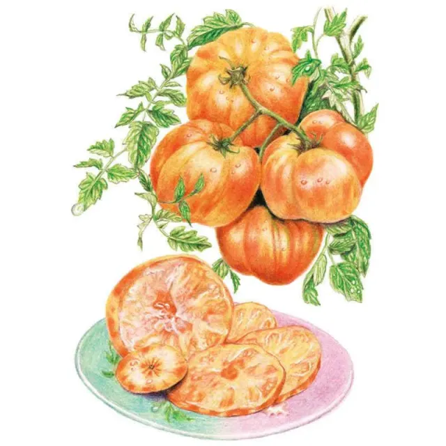 Epic Gardening Pineapple Pole Tomato Seeds - Beefsteak Indeterminate