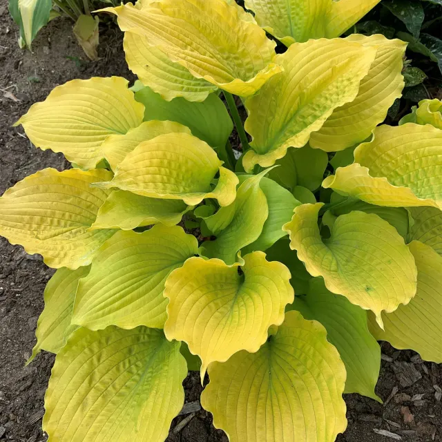 Burpee Echo the Sun Hosta Bare Root 1 Root Gold Leaves