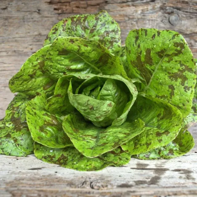 Pinetree Garden Seeds Freckles Lettuce Seeds 300 Seeds Romaine