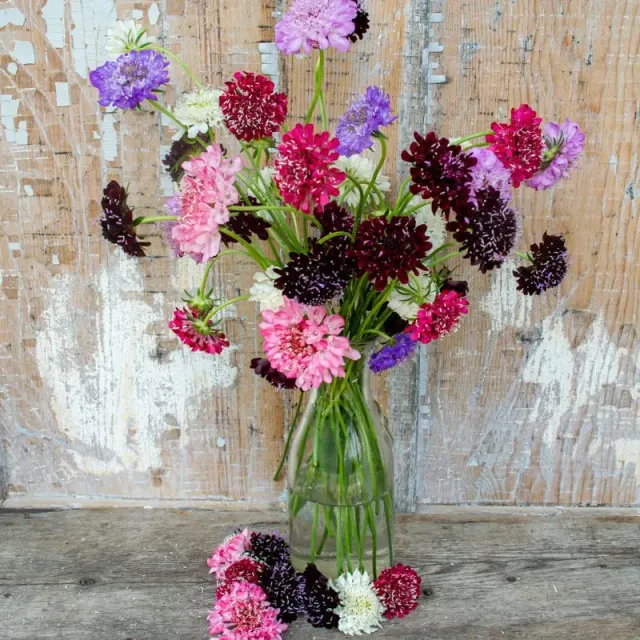 Pinetree Garden Seeds Imperial Mix Scabiosa Flower Seeds 100 Pack