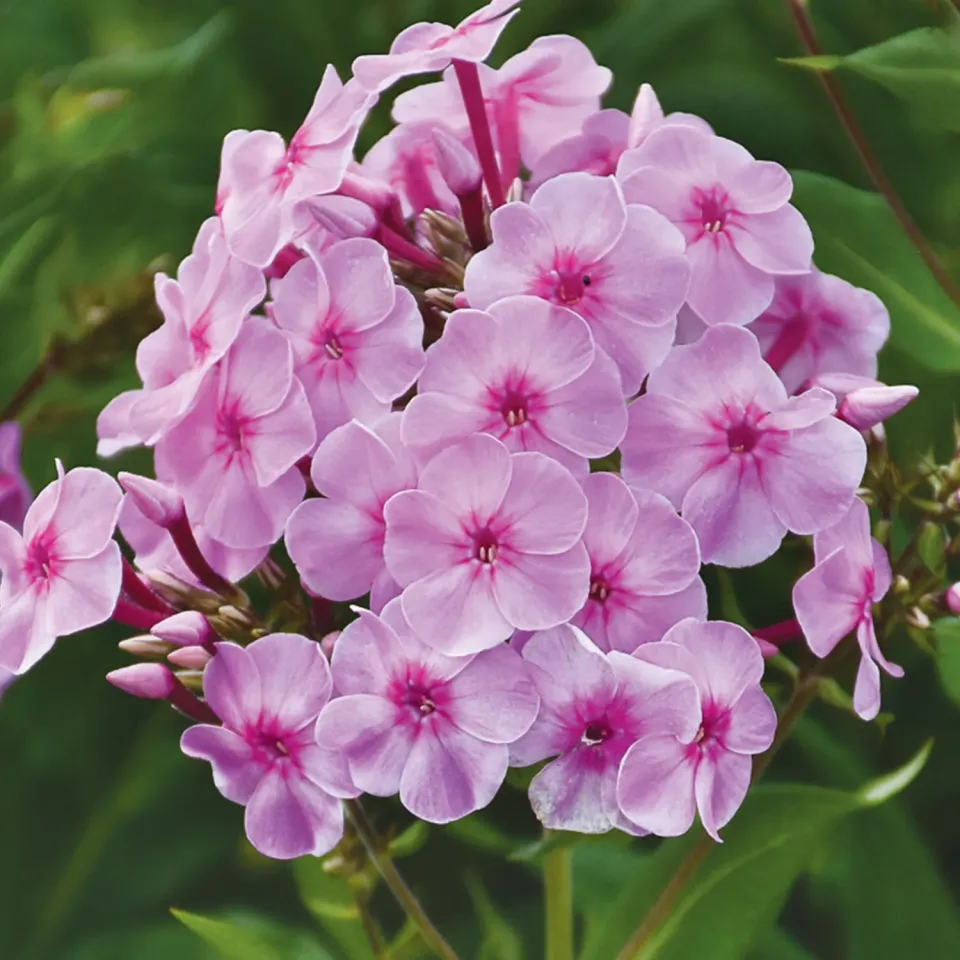 Burpee Uptown Girl Phlox Plant 1 Plant Pink