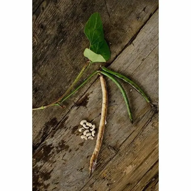 Pinetree Garden Seeds Black Eyed Pea Vegetable Seeds 1 Ounce