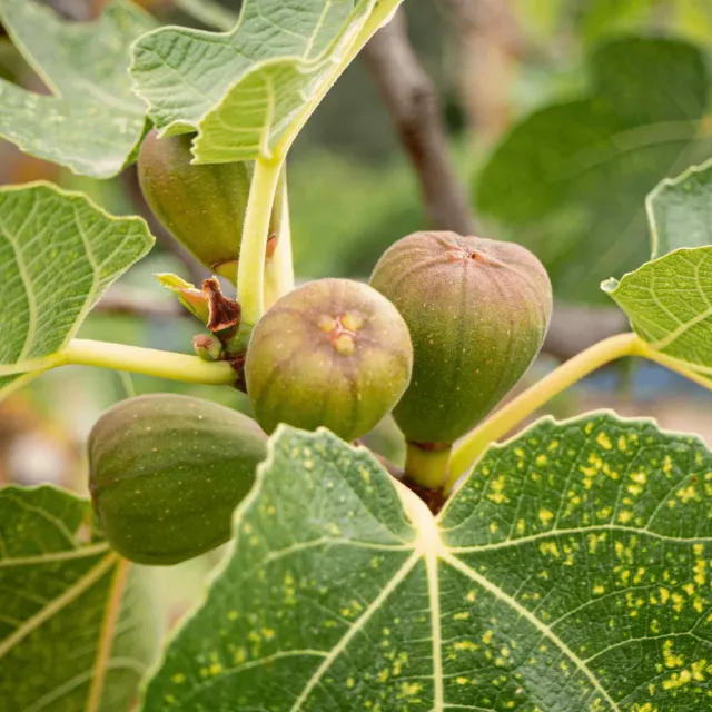 Epic Gardening Brown Turkey Fig Live Plant