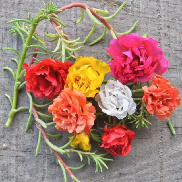 Pinetree Garden Seeds Happy Trails Mix Portulaca Flower Seeds 100 Pack