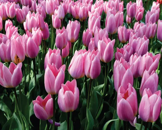 Brent & Becky's Bulbs Light and Dreamy® tulip bulb