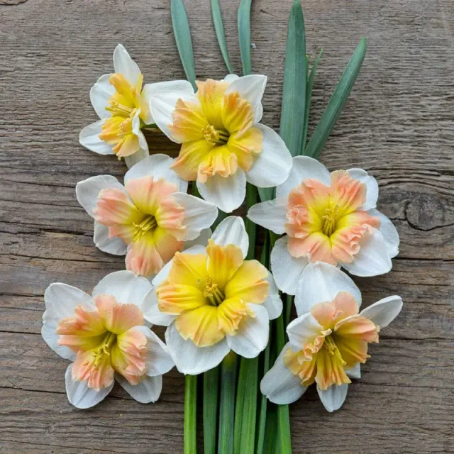 Pinetree Garden Seeds Mallee Narcissus Bulbs 10 Bulbs Split Cup